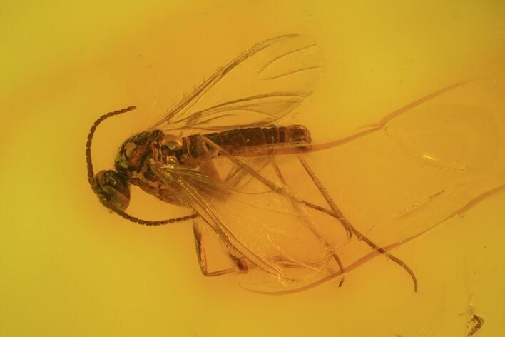 Fossil Fly (Diptera) In Baltic Amber #58092